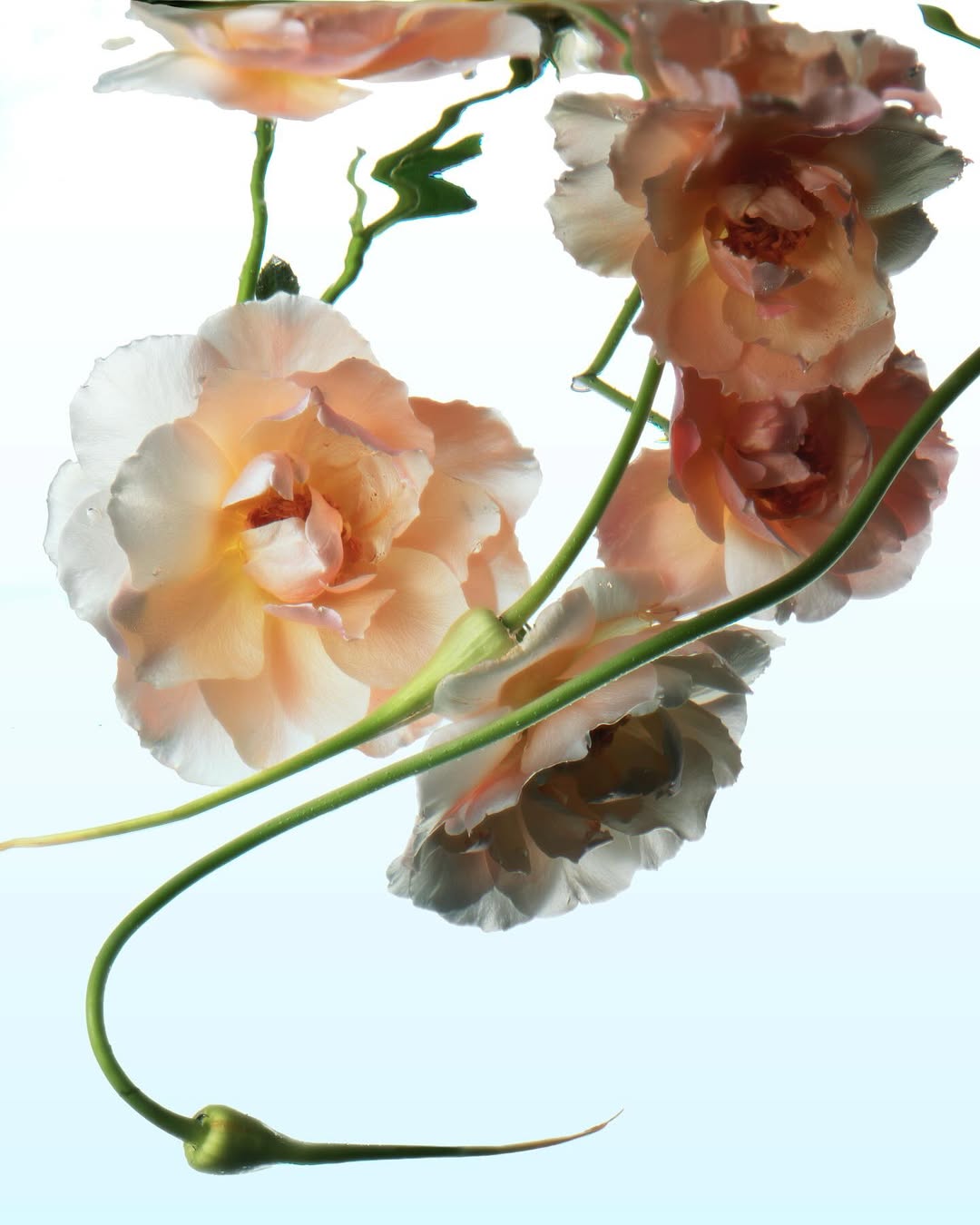 Achille Laplante Le Brun