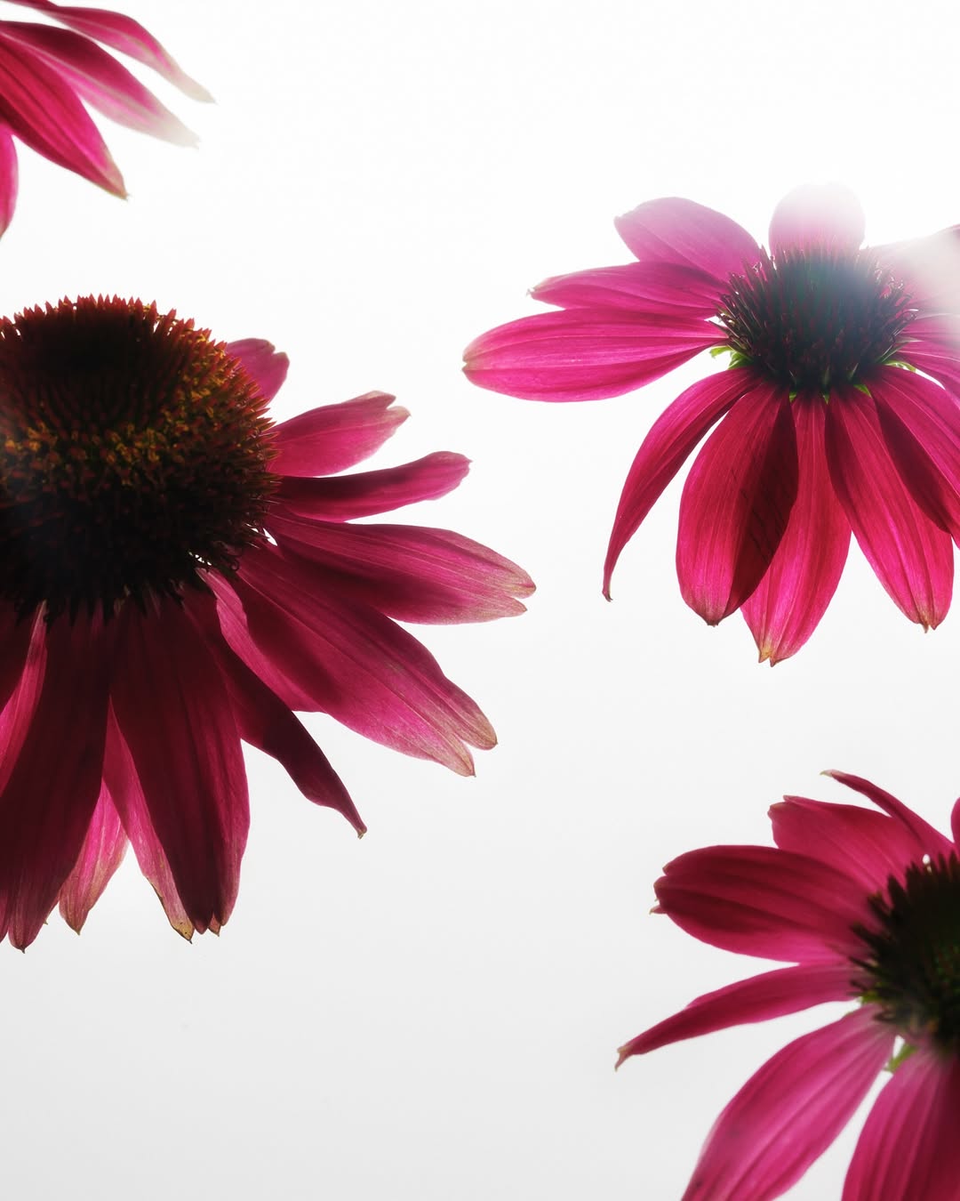 Achille Laplante Le Brun X M Le Monde