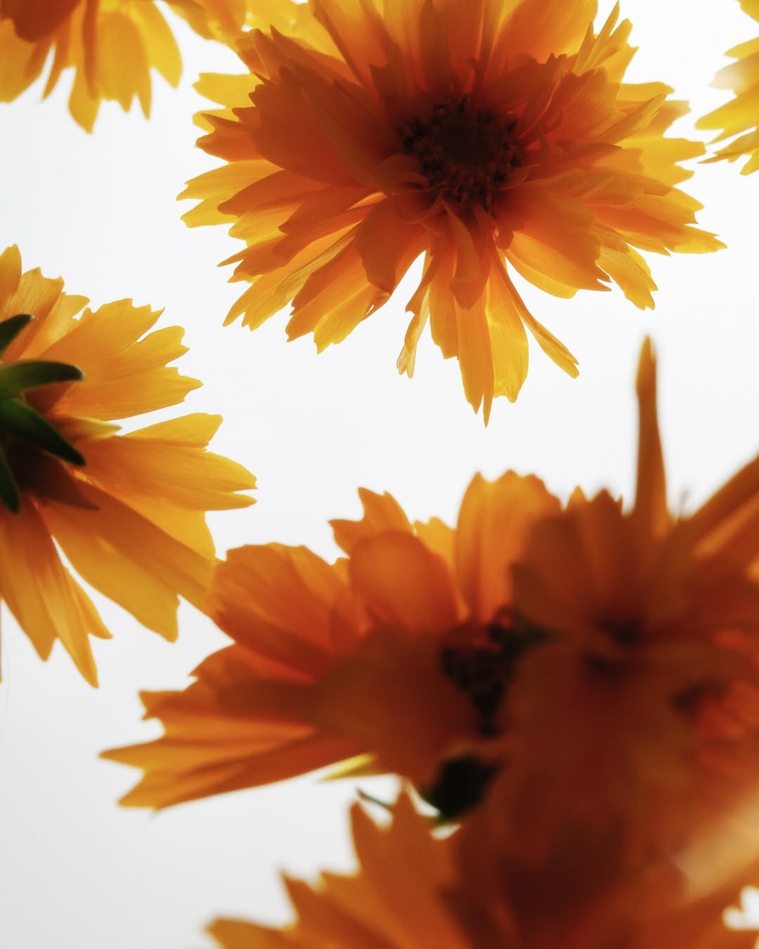 Achille Laplante Le Brun X M Le Monde