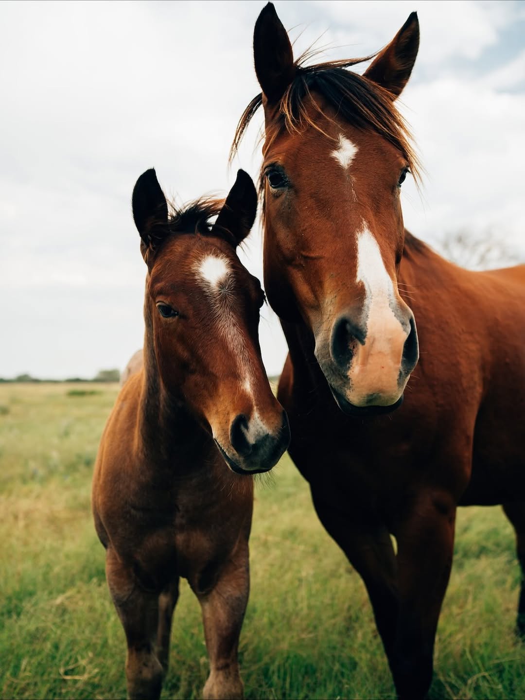King Ranch Saddle Shop |  Oct. 25
