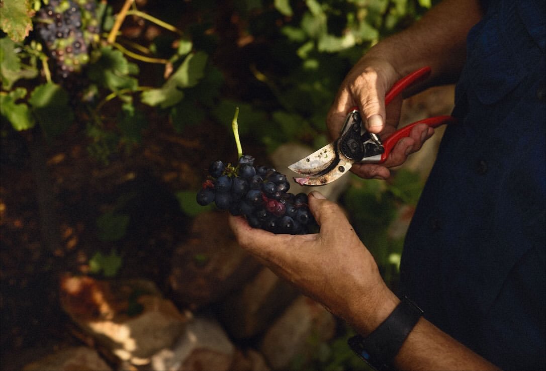 High Constantia Wine Cellar |  Nov. 25