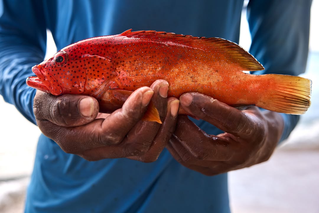 Alberto Oviedo X Delta