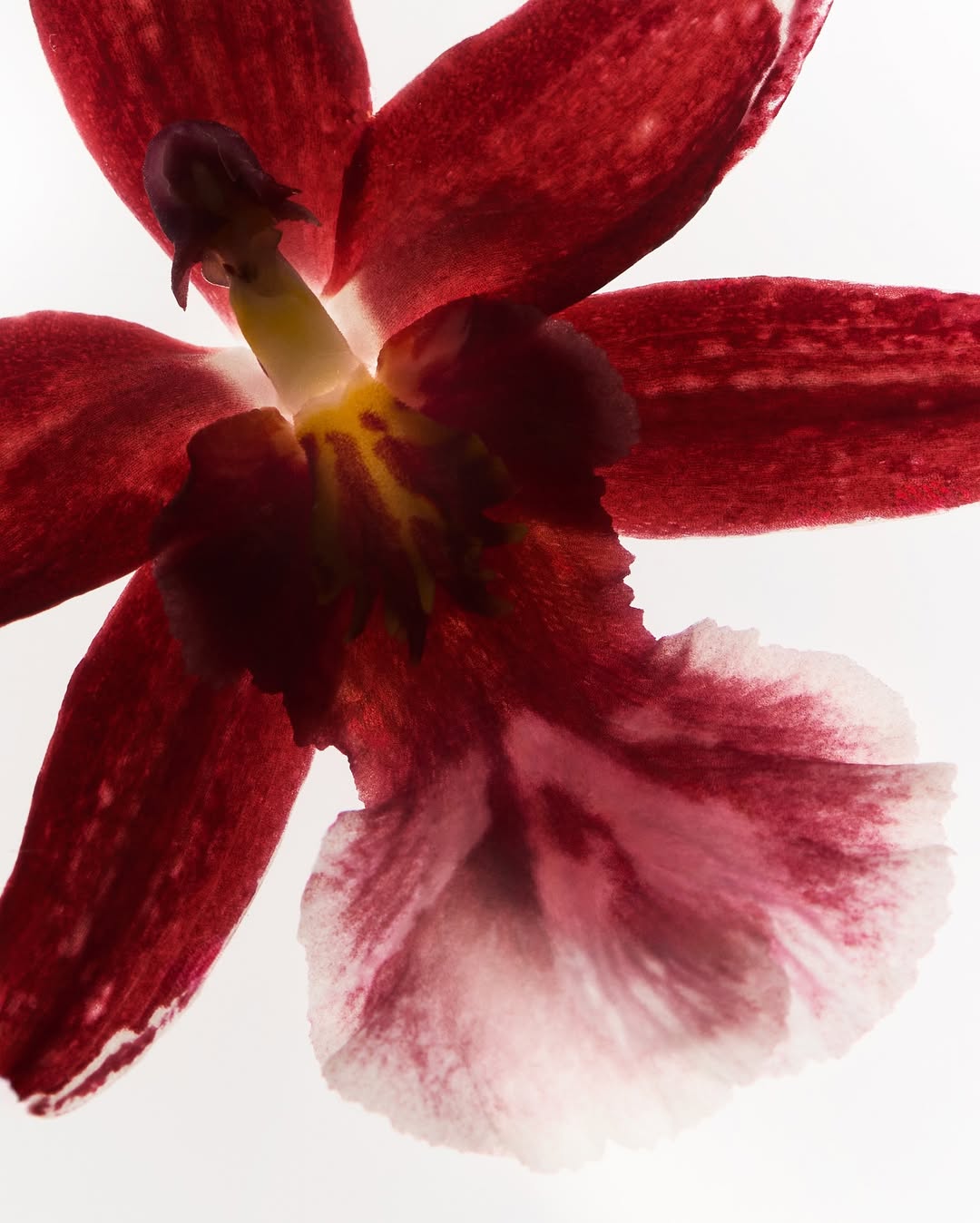 Cigarette Paper by our floral stylist @tara_msella...