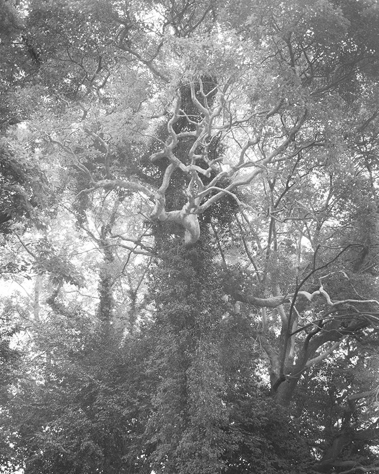 Lieh Sugai is a visual artist born in Japan and ba...