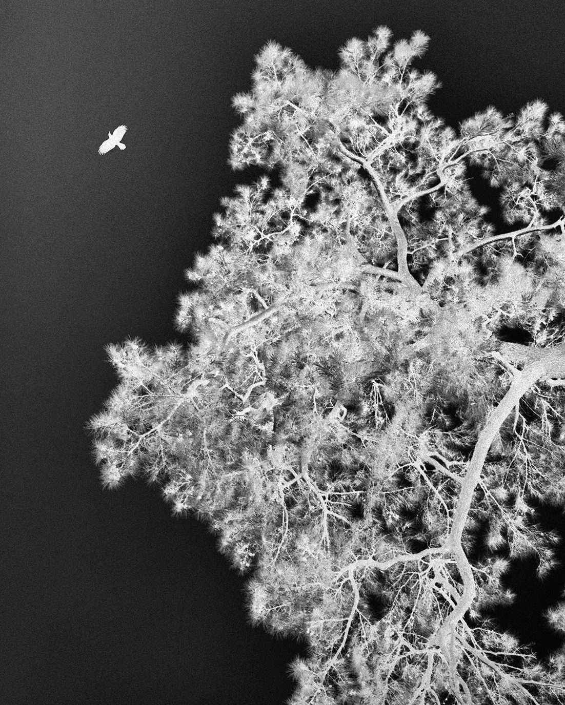 Lieh Sugai is a visual artist born in Japan and ba...