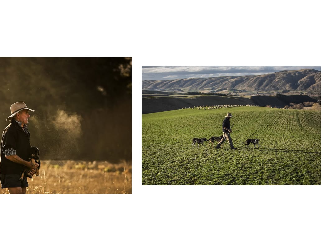 Each year, Loro Piana rewards the finest wool in t...