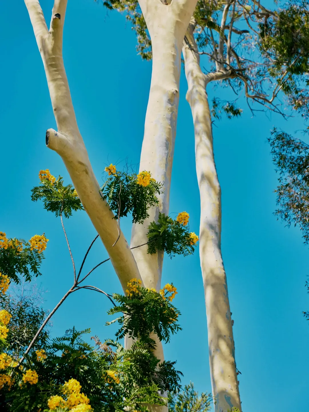 Lendlease |  Oct. 25