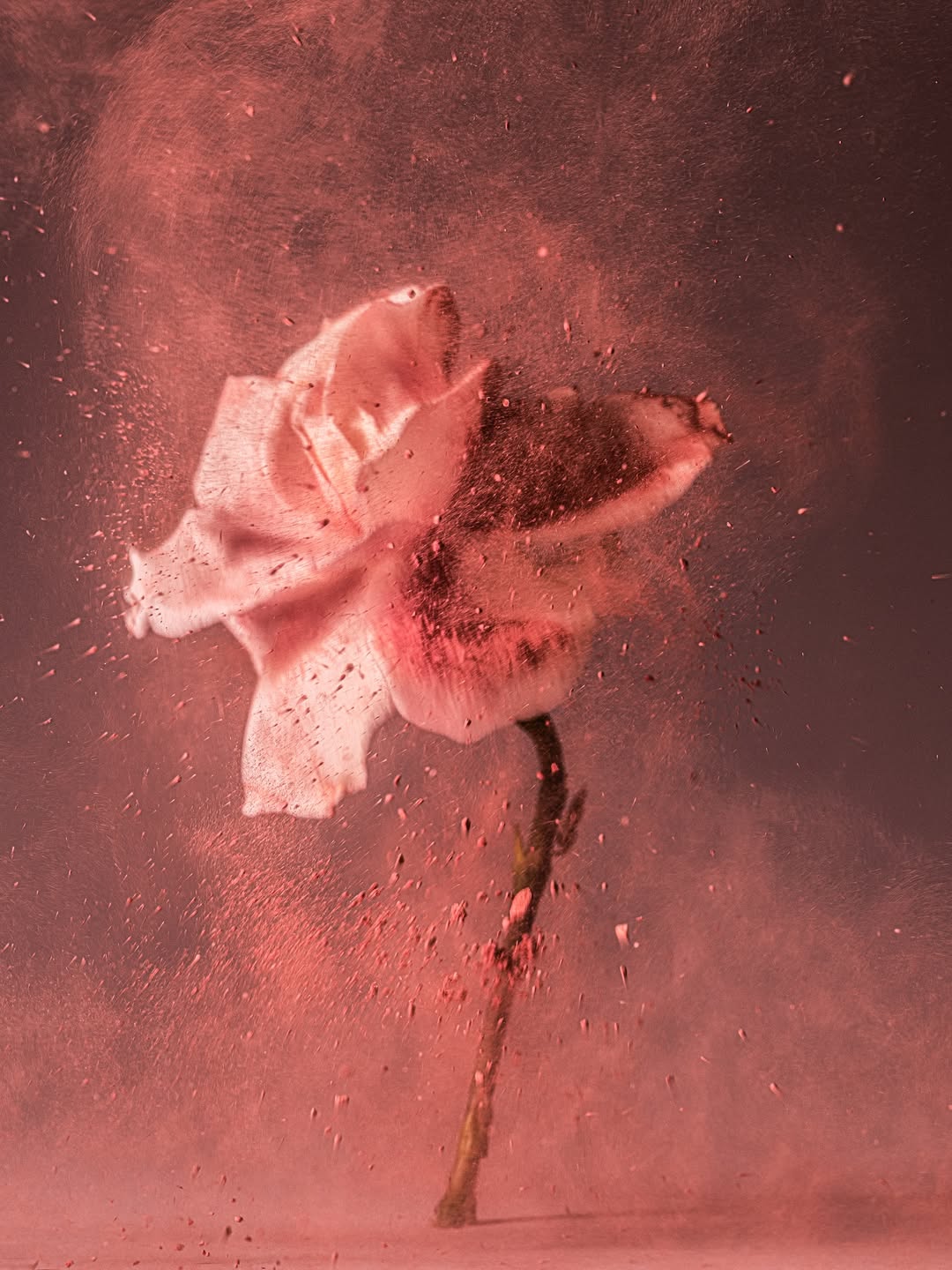 Suzanne Saroff X Gucci Beauty