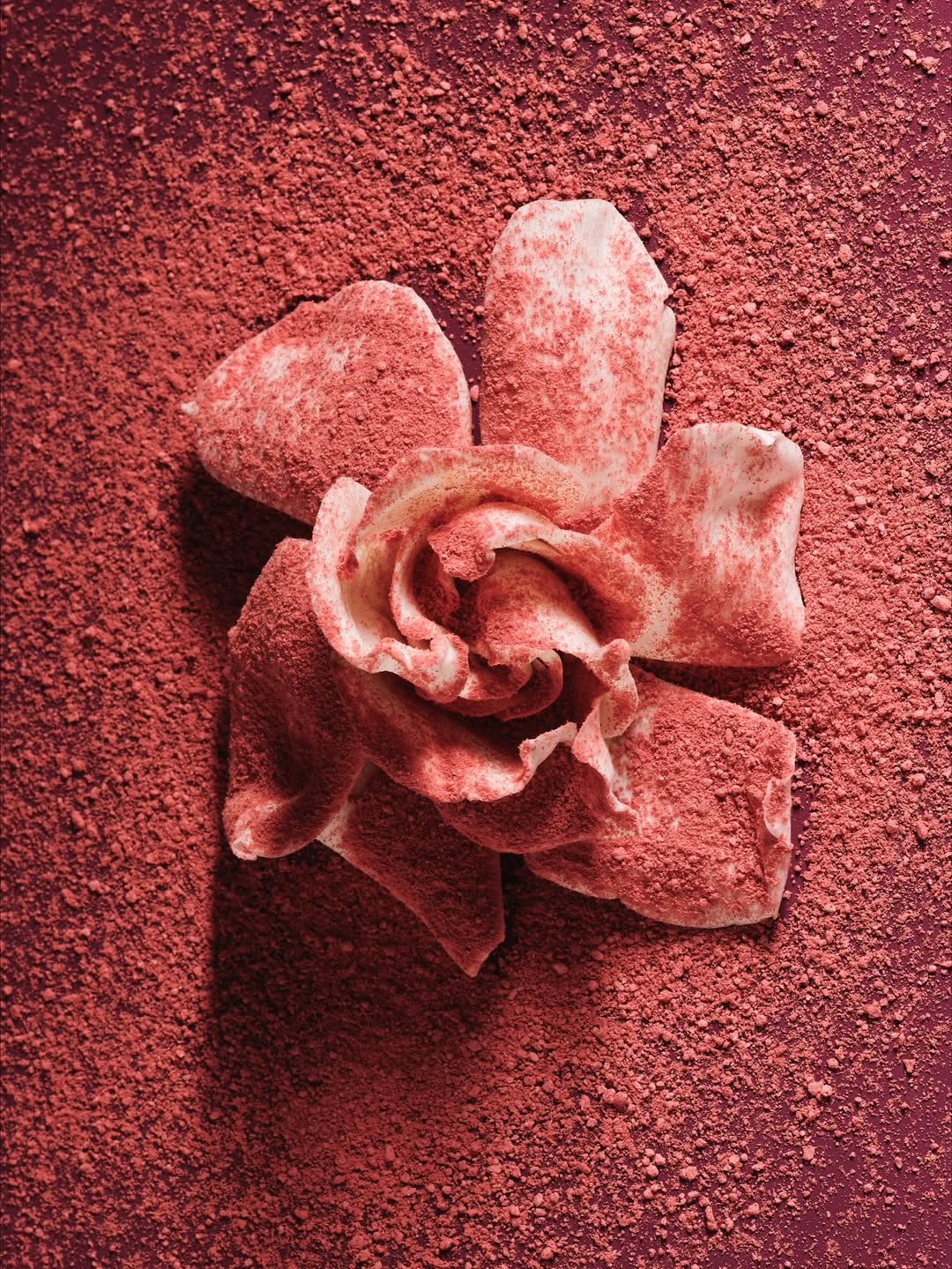 Suzanne Saroff X Gucci Beauty