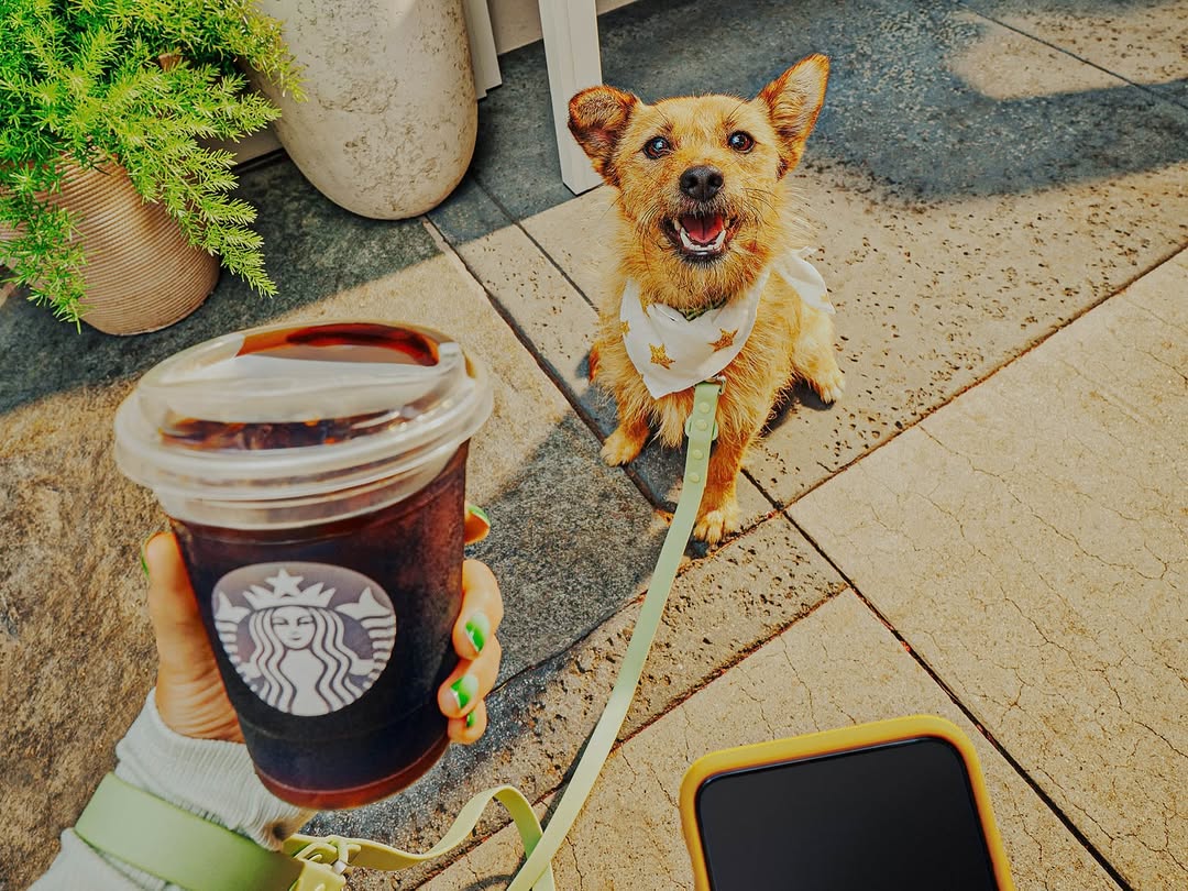 Starbucks |  Sep. 25