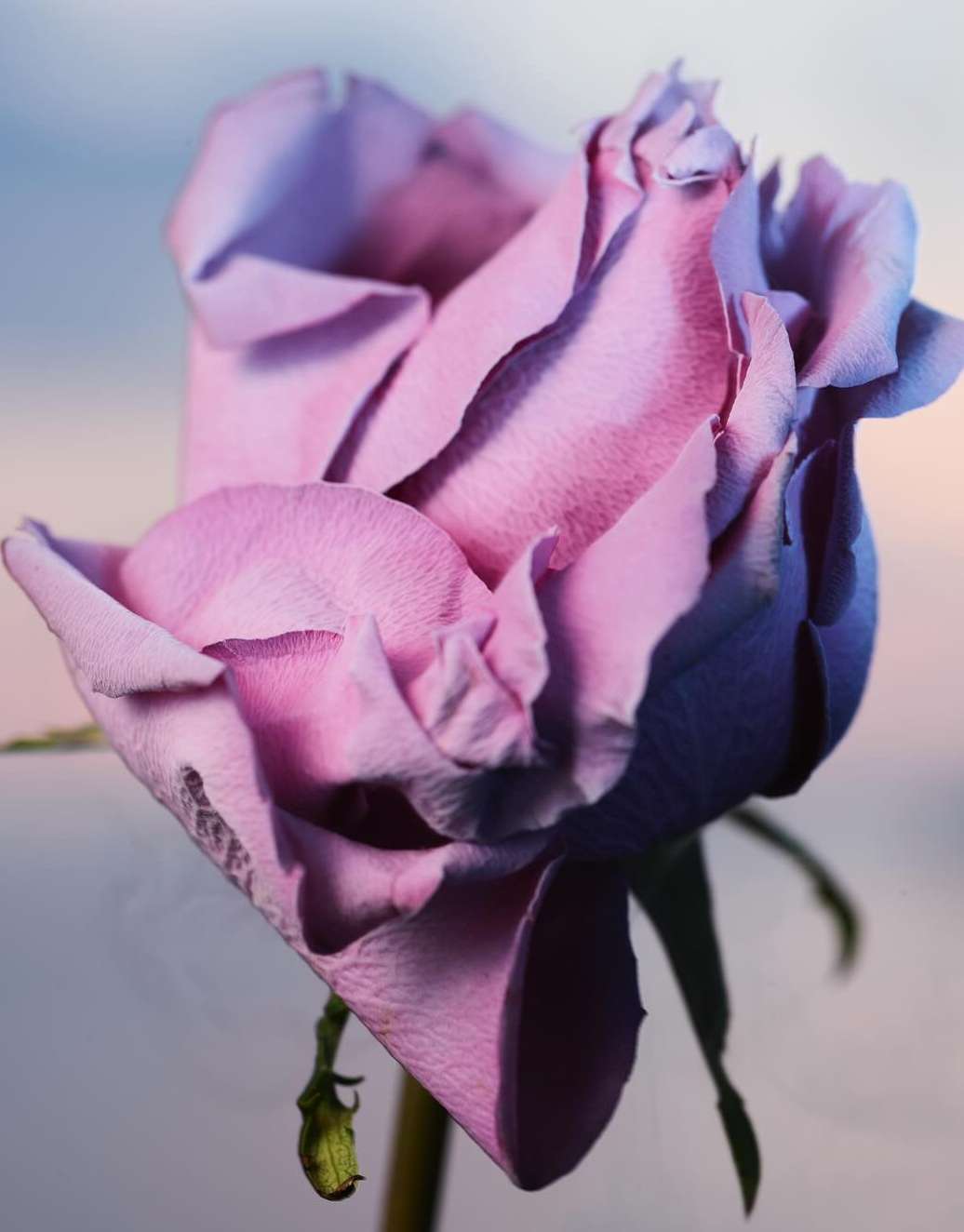  Mar. 25