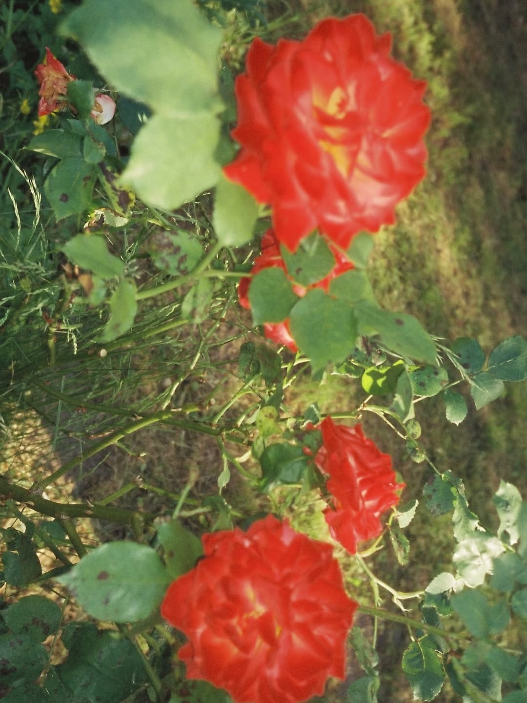 slider image