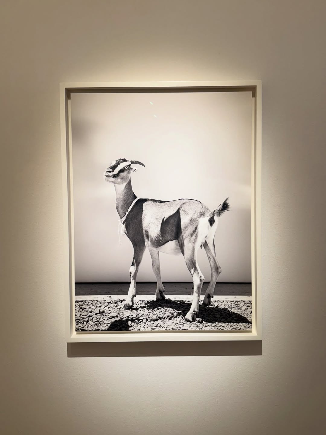 Fraenkel Gallery |  Sep. 25