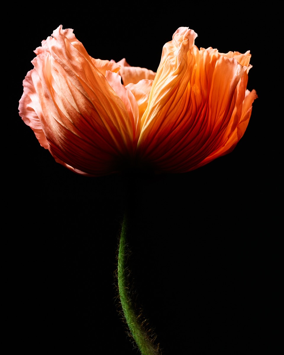 Sebastien Coindre