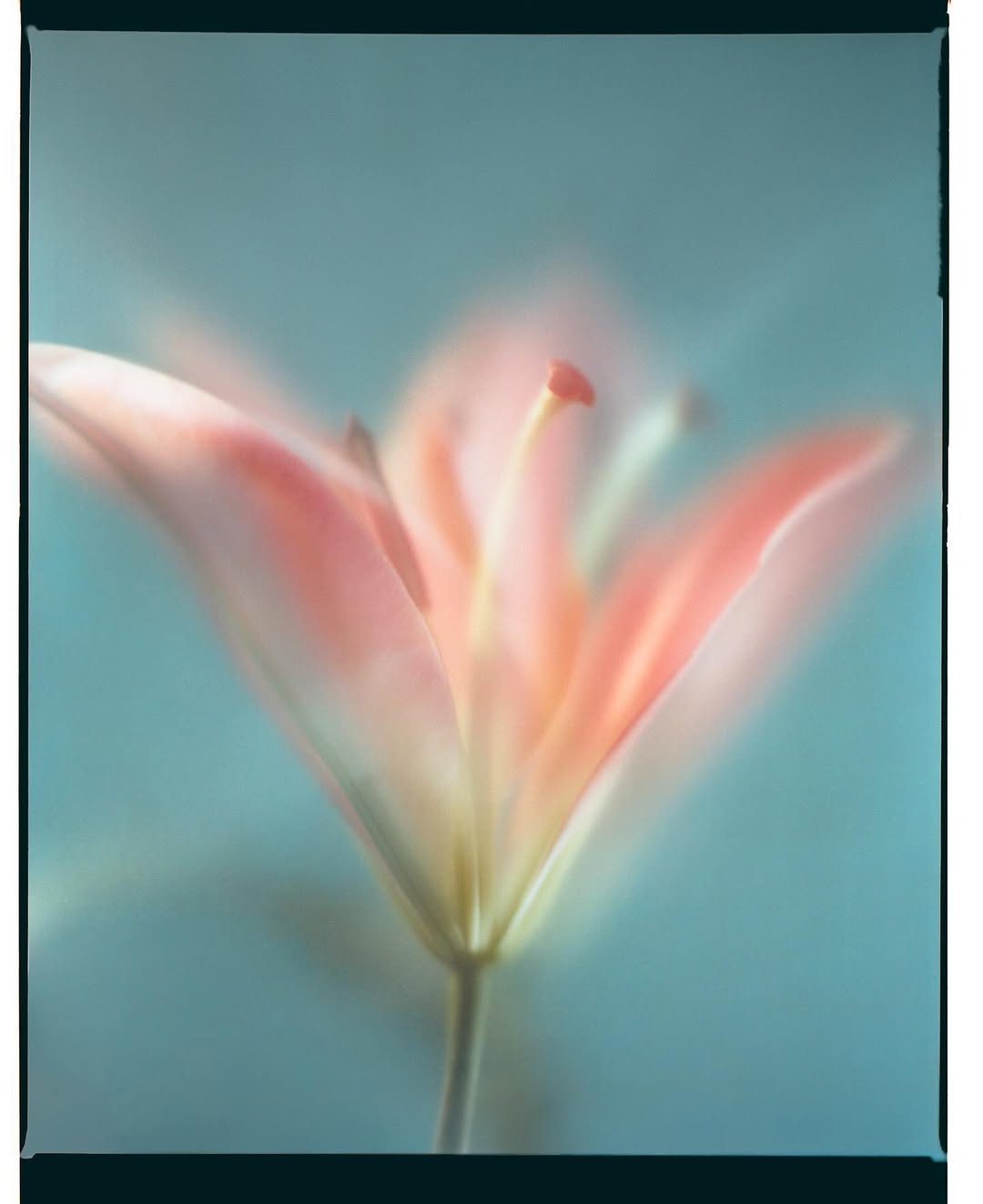 Shot over six months on medium-format (120) film, ...