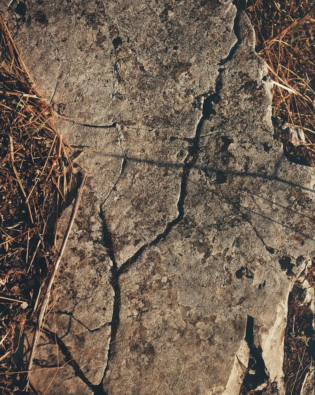 Miro Lovejoy Teplitzky