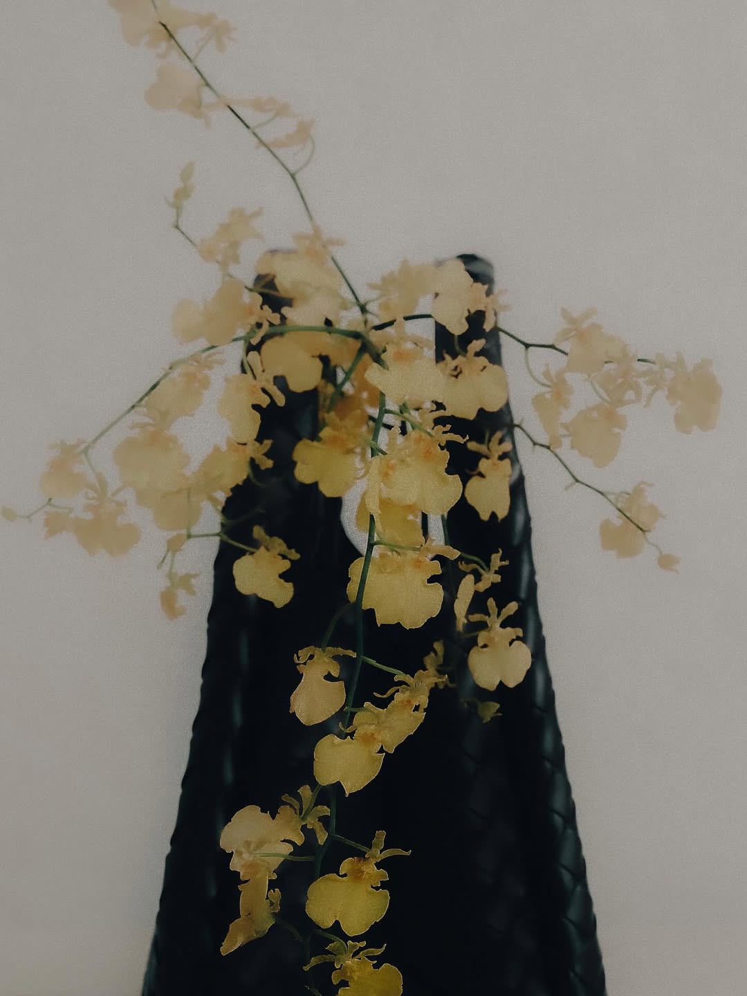 Bottega Veneta |  Oct. 25