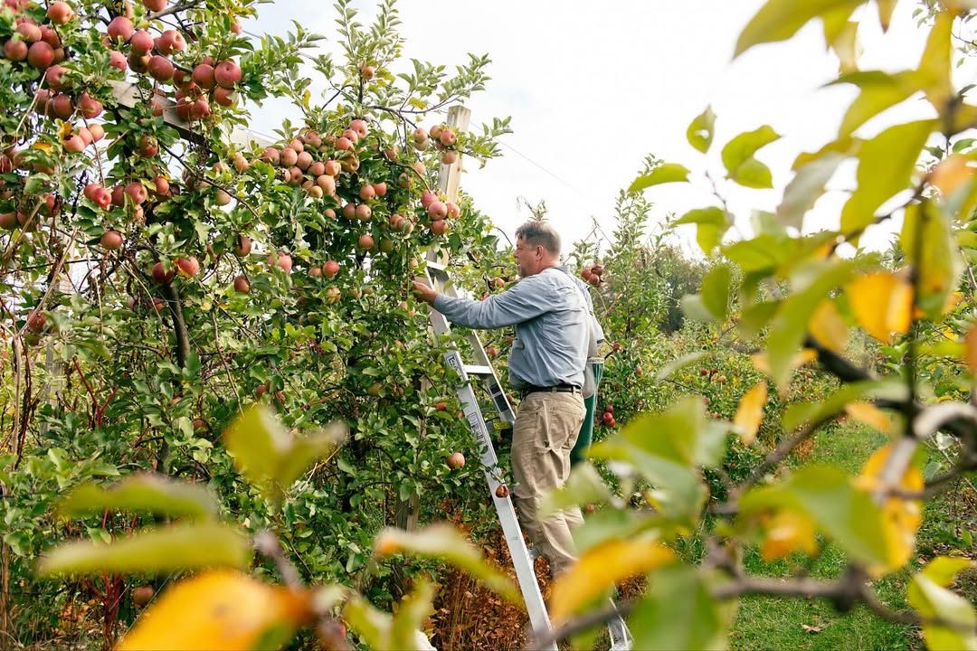 Gabriela Herman X Southern Living