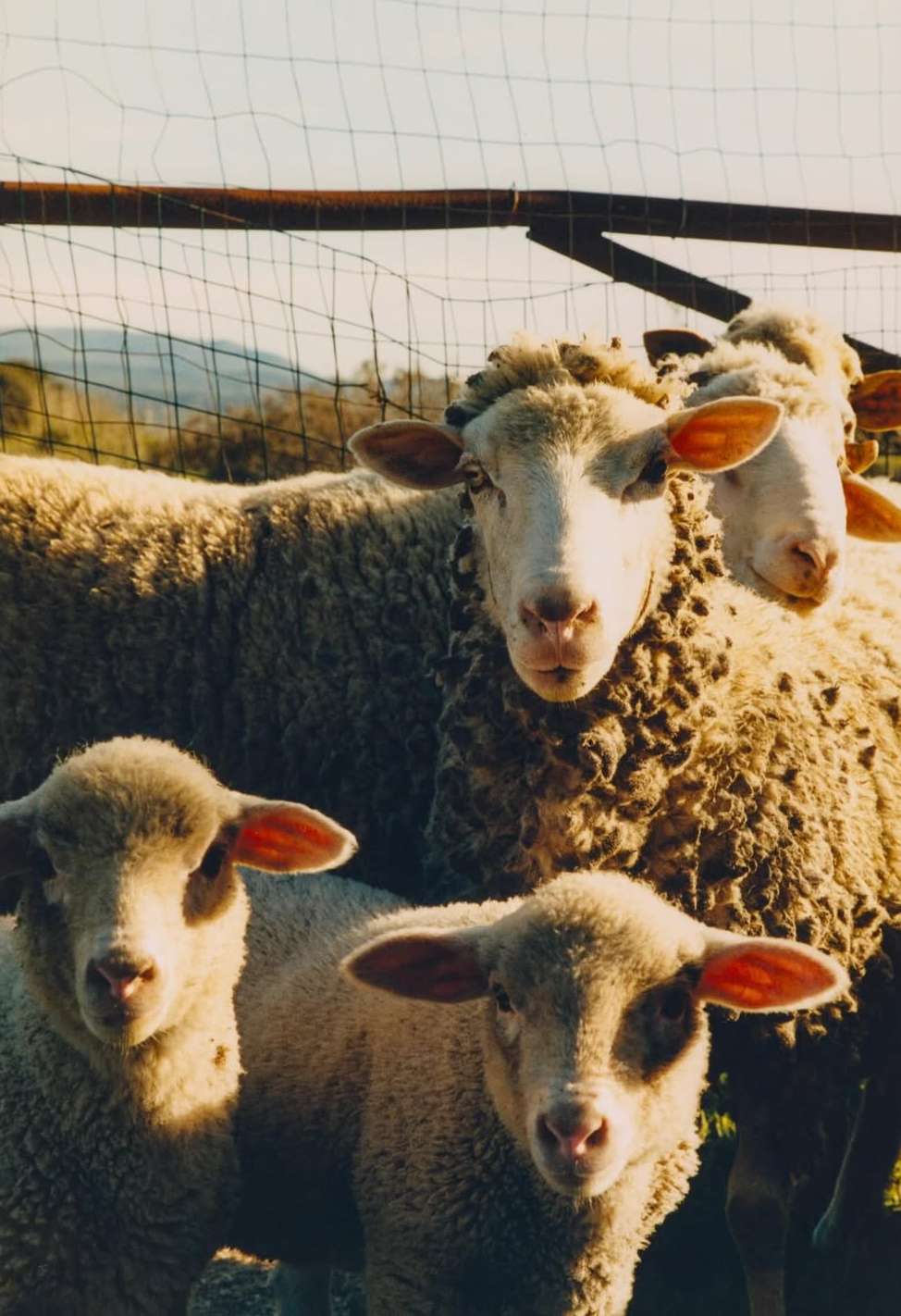 Circolo 1901 |  Nov. 25