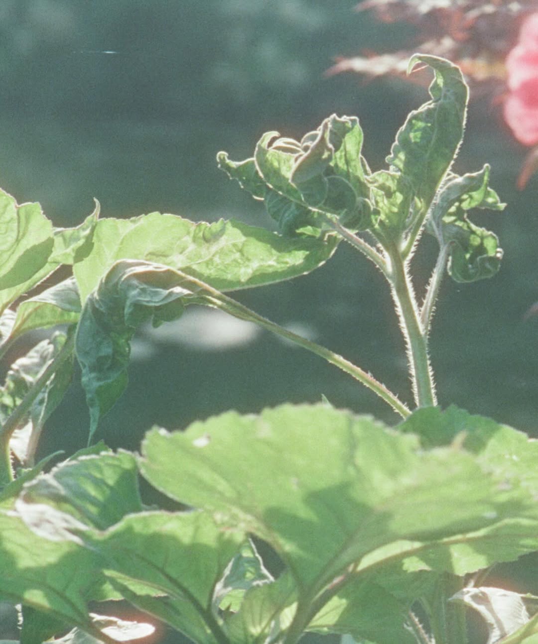 slider image