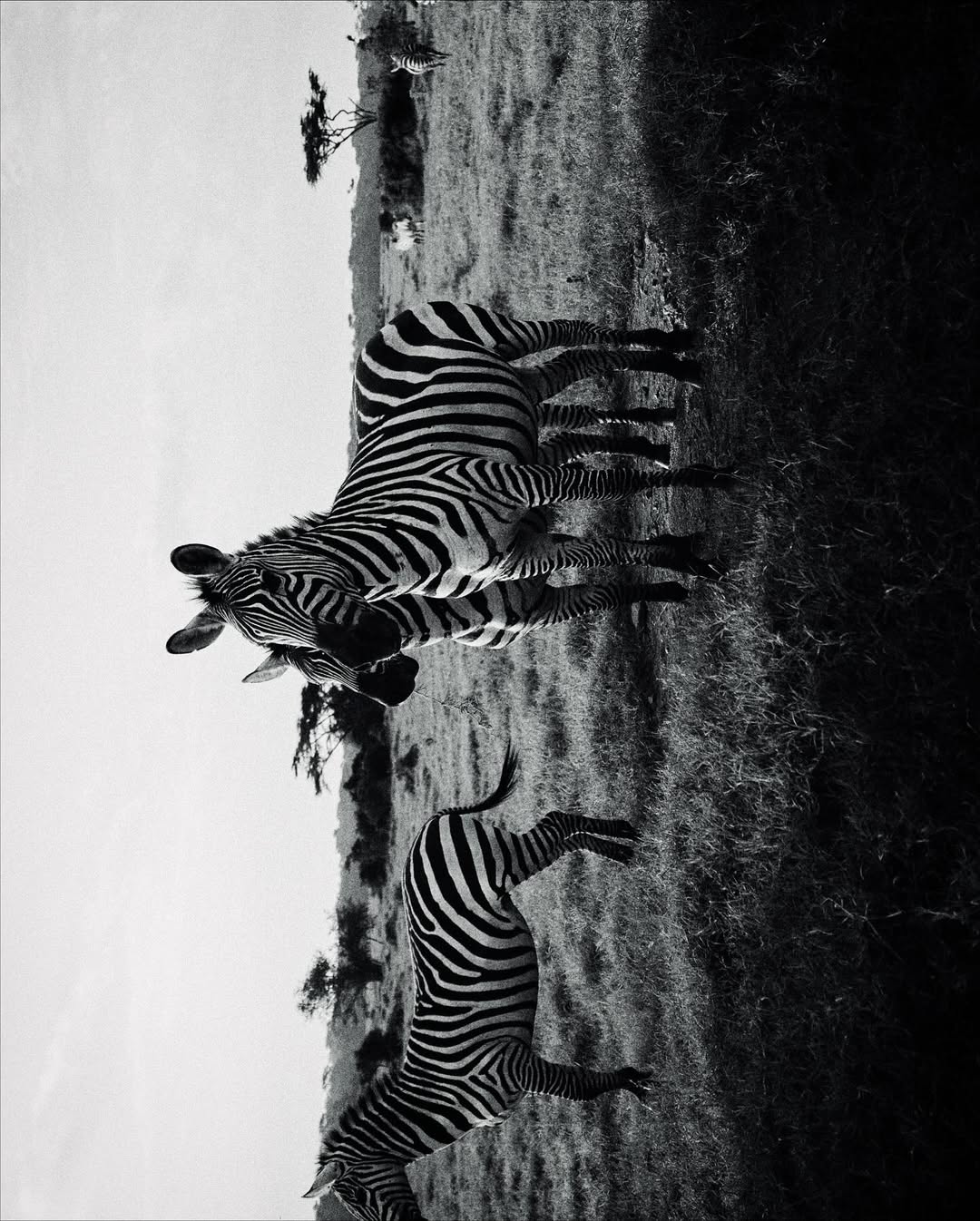 Sam Wong X Intrepid Travel