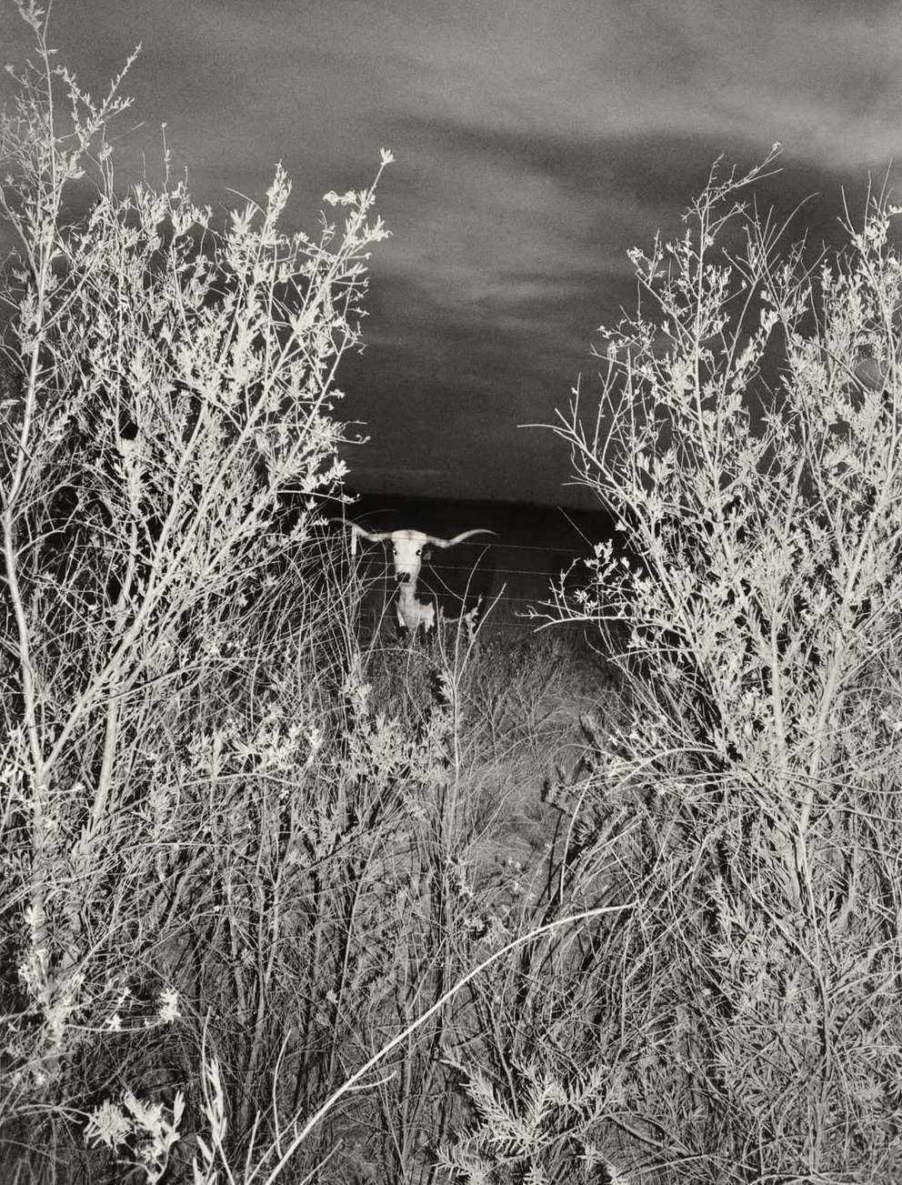 LOCAL OPTIMIST |  Dec. 25