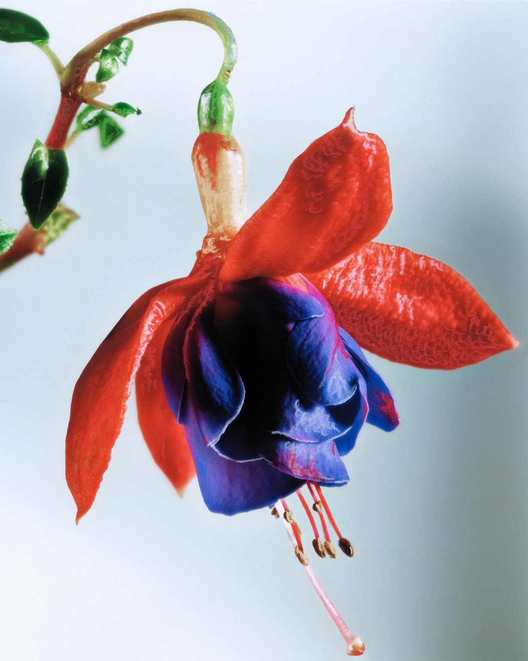 Achille Laplante Le Brun X M Le Monde