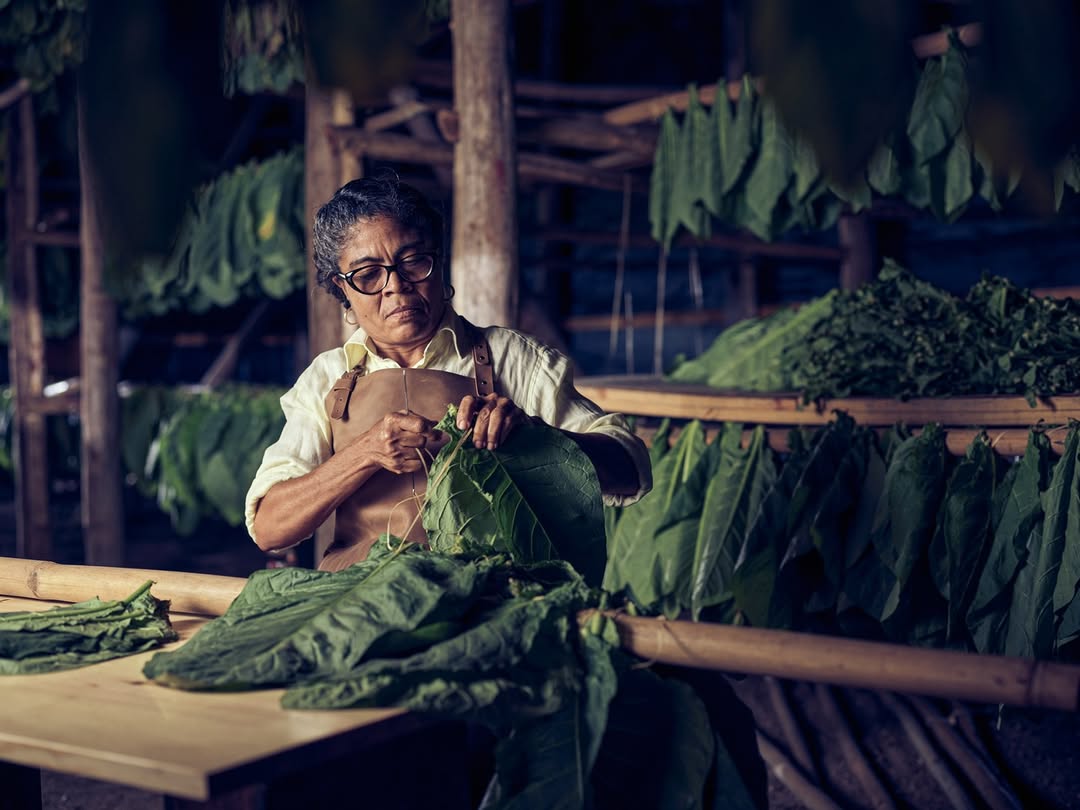 Nick Hall X Davidoff Cigars