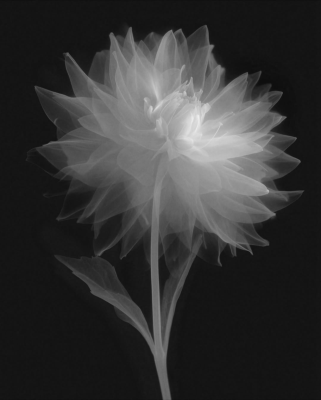 Synchrodogs X INLYLAND