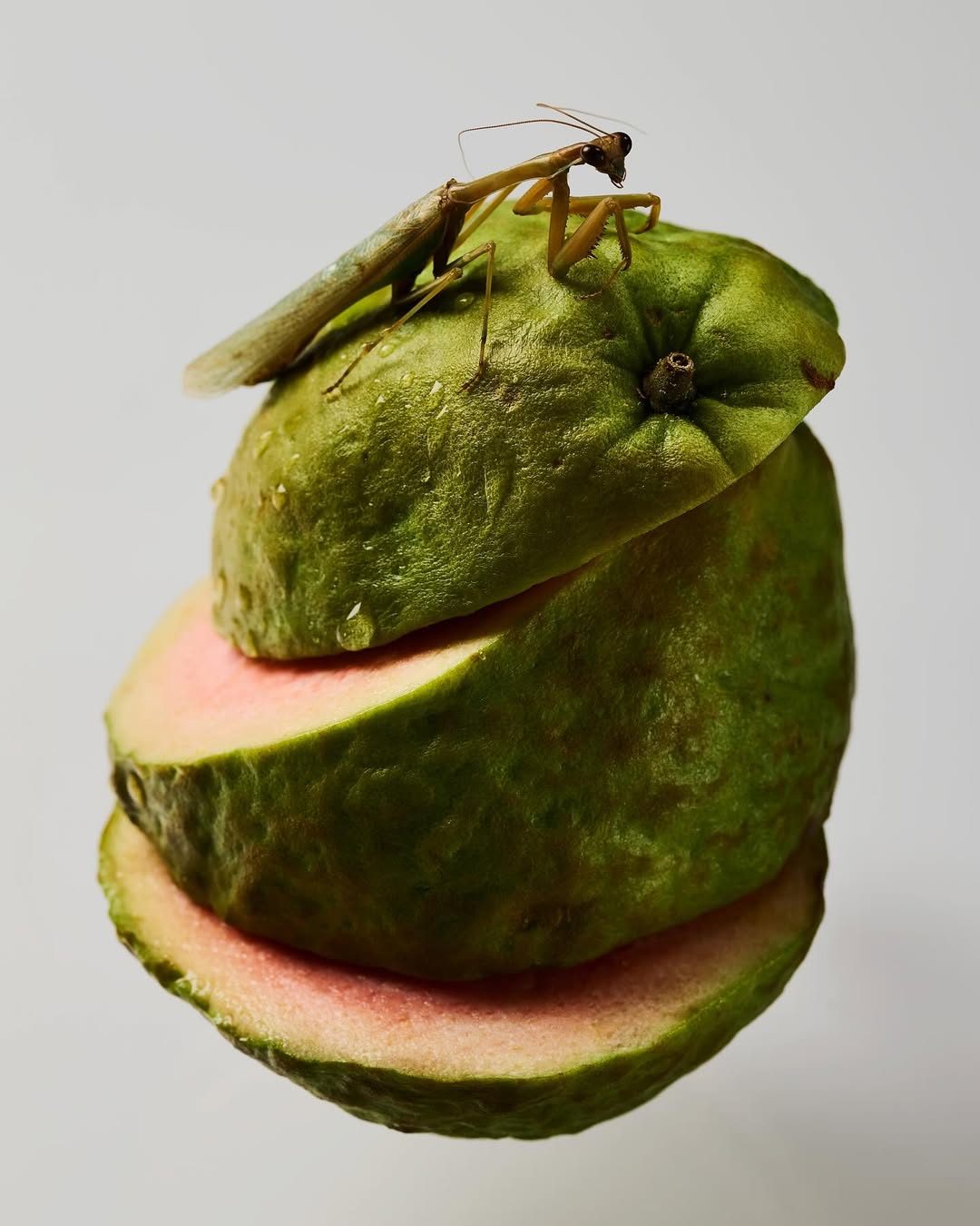 Dylan Nelson X Bloom