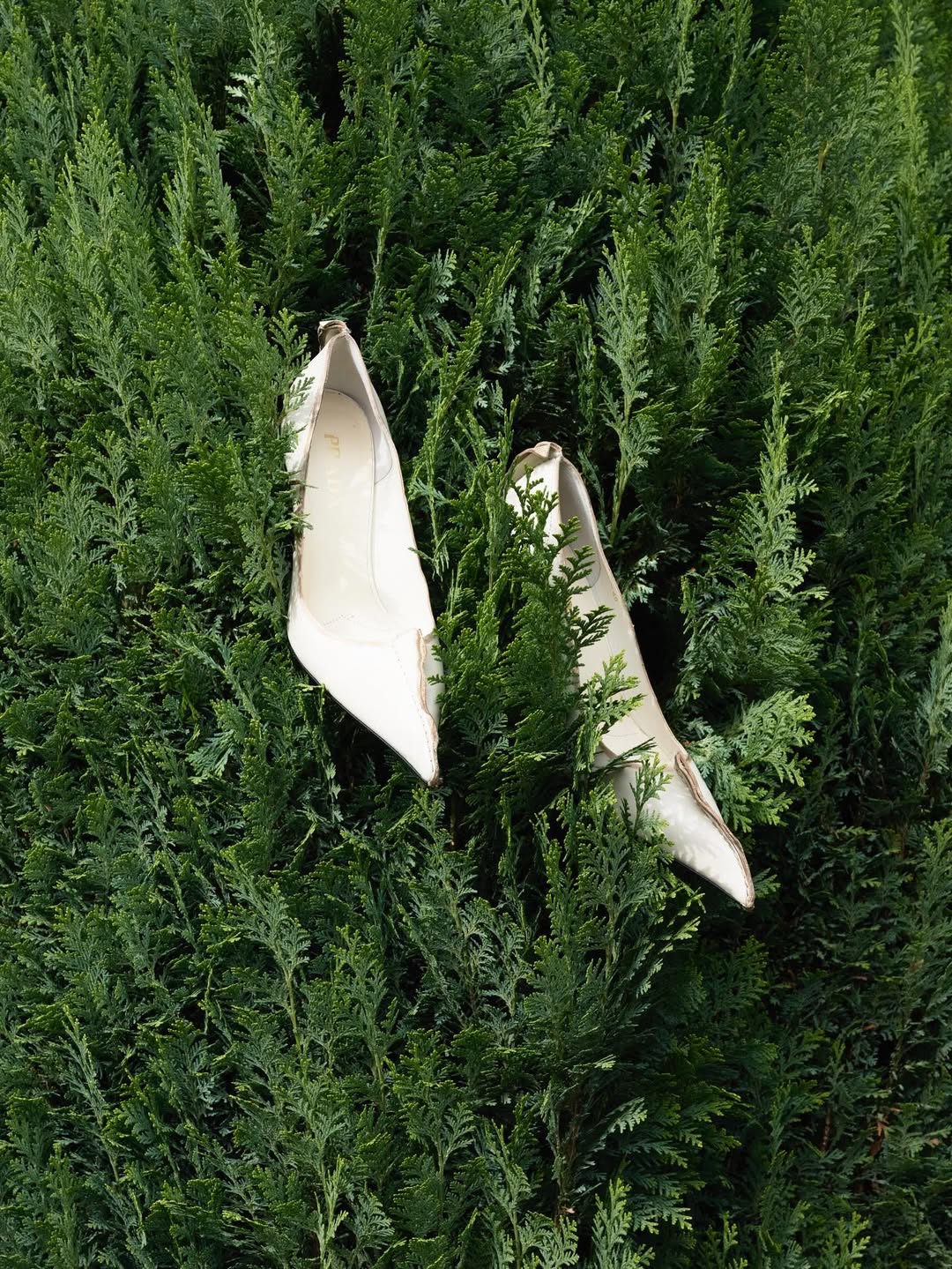 Anuschka Blommers & Niels Schumm X The Plant