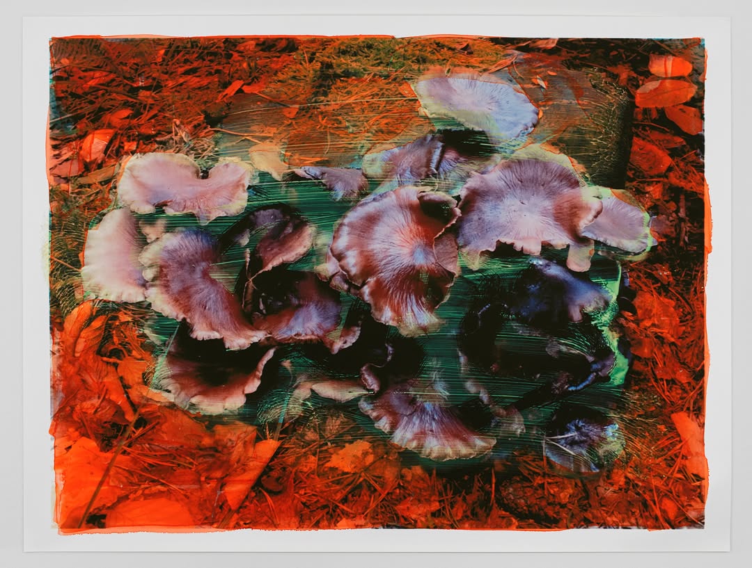 Viviane Sassen