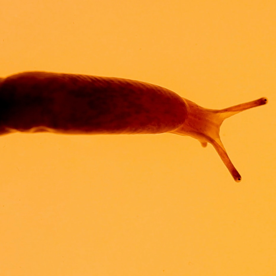 Antinomia