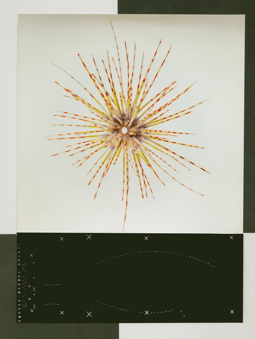 @olivia.wunsche – “Field Notes from Altered Re...