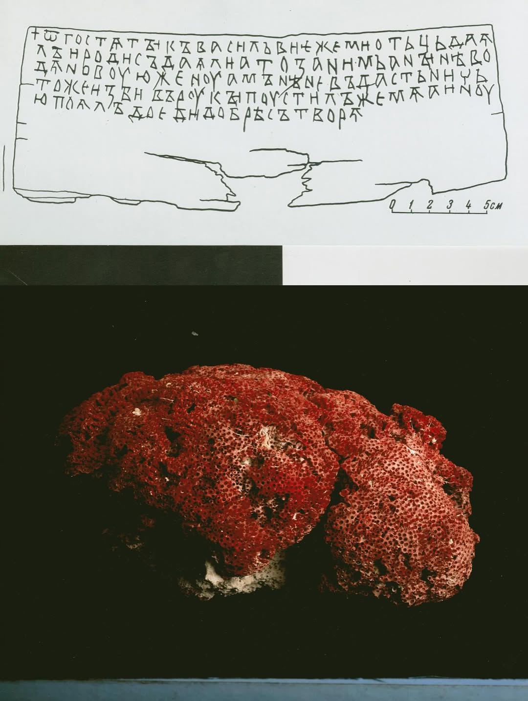 @olivia.wunsche – “Field Notes from Altered Re...