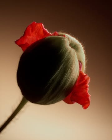 Beats by Dre |  Oct. 25